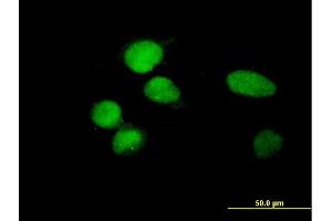 Immunofluorescence of purified MaxPab antibody to ZBTB8 on HeLa cell. (ZBTB8A 抗体  (AA 1-441))