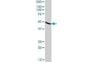 ACTR3B MaxPab polyclonal antibody. (ACTR3B 抗体  (AA 1-418))