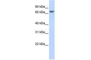 NCAPH2 抗体  (AA 72-121)