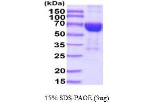 IL17 Receptor B Protein (AA 18-286) (hIgG-His-tag)