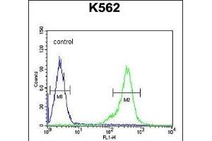 TEX13B Antibody (C-term) (ABIN654849 and ABIN2844514) flow cytometric analysis of K562 cells (right histogram) compared to a negative control cell (left histogram). (TEX13B 抗体  (C-Term))