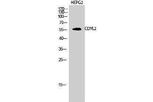 Western Blotting (WB) image for anti-Chromodomain Protein, Y-Like 2 (CDYL2) (N-Term) antibody (ABIN3174332) (CDYL2 抗体  (N-Term))