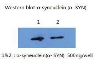 Western Blotting (WB) image for anti-Synuclein, alpha (SNCA) (AA 1-140) antibody (ABIN1105338) (SNCA 抗体  (AA 1-140))