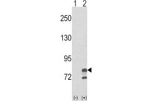 Western Blotting (WB) image for anti-Guanine Monophosphate Synthetase (GMPS) antibody (ABIN3003831) (GMP Synthase 抗体)