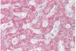 Anti-INSIG1 antibody IHC staining of human liver. (INSIG1 抗体  (AA 63-112))