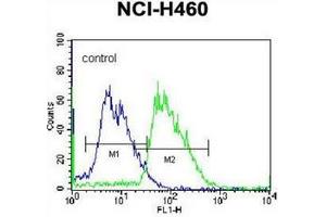 Flow cytometric analysis of NCI-H460 cells using MINPP1 Antibody (C-term) Cat. (MINPP1 抗体  (C-Term))
