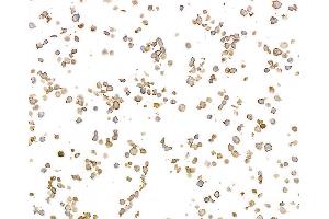 Immunocytochemistry (ICC) image for anti-MHC Class II HLA-DP/DQ/DR (HLA-DP/DQ/DR) antibody (ABIN7449429) (MHC Class II HLA-DP/DQ/DR 抗体)