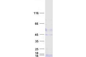 Validation with Western Blot (GPHa2 Protein (Myc-DYKDDDDK Tag))