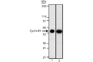 Western blot analysis of cyclin B1. (Cyclin B1 抗体  (AA 1-21))