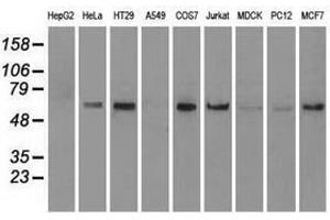 Image no. 1 for anti-Nuclear Receptor Binding Protein 1 (NRBP1) antibody (ABIN1499823) (NRBP1 抗体)