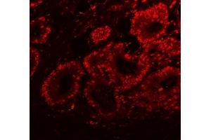 IF analysis of SFPQ using anti-SFPQ antibody (ABIN7603089). (SFPQ 抗体  (Middle Region))