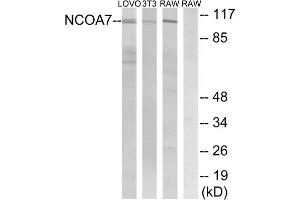 Western blot analysis of extracts from LOVO cells, 3T3 cells and RAW264. (NCOA7 抗体  (Internal Region))