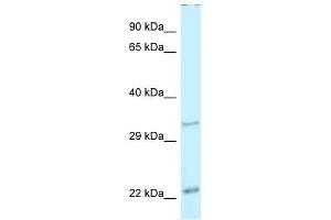 Western Blot showing Pdx1 antibody used at a concentration of 1. (PDX1 抗体  (N-Term))