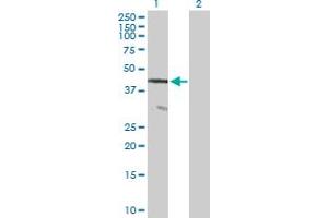 Western Blot analysis of AGAP1 expression in transfected 293T cell line by AGAP1 MaxPab polyclonal antibody.