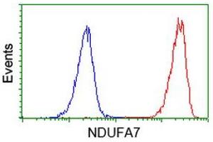 Image no. 1 for anti-NADH Dehydrogenase (Ubiquinone) 1 alpha Subcomplex, 7, 14.5kDa (NDUFA7) antibody (ABIN1499659) (NDUFA7 抗体)