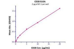 Binding Studies (Bind) image for CD80 (CD80) (AA 35-242) (Active) protein (His tag) (ABIN2180841)