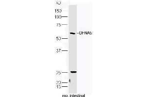 Mouse intestinal lysate probed with Rabbit Anti-DFNA5 Polyclonal Antibody, Unconjugated (ABIN2559452) at 1:300 in 4˚C. (DFNA5 抗体  (AA 21-120))