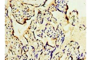 Immunohistochemistry of paraffin-embedded human placenta tissue using ABIN7154312 at dilution of 1:100 (GS28 抗体  (AA 1-115))