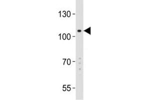 Western blot analysis of K562 lysate and GPR49 antibody at 1:2000. (LGR5 抗体  (AA 689-719))