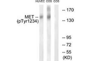 Western blot analysis of extracts from HuvEc cells and COS7cells, using Met (Phospho-Tyr1234) Antibody. (c-MET 抗体  (pTyr1234))