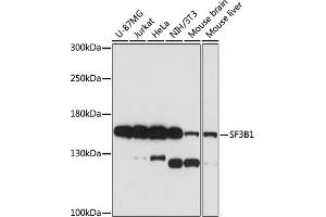 Western blot analysis of extracts of various cell lines, using SF3B1 antibody (ABIN7270543) at 1:1000 dilution. (SF3B1 抗体  (AA 1-144))