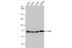 WB Image Ku70 antibody detects Ku70 protein by western blot analysis. (XRCC6 抗体  (C-Term))