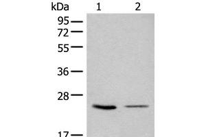 Western blot analysis of 293T and LOVO cell lysates using CDCA4 Polyclonal Antibody at dilution of 1:1000 (CDCA4 抗体)