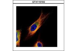 Image no. 2 for anti-COP9 Signalosome Complex Subunit 3 (COPS3) (AA 139-390) antibody (ABIN1497573) (COPS3 抗体  (AA 139-390))