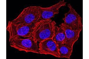 Immunofluorescence analysis of Hela cells using ANAPC10 mouse mAb. (ANAPC10 抗体  (AA 1-185))