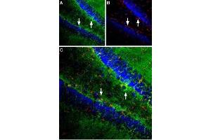 Expression of EAAT1 in rat hippocampus - Immunohistochemical staining was performed in perfusion-fixed free floating rat brain sections (frozen) using Anti-EAAT1 (GLAST) (extracellular) Antibody (ABIN7043662, ABIN7044352 and ABIN7044353), (1:100). (SLC1A3 抗体  (2nd Extracellular Loop))