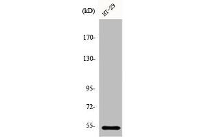 Western Blot analysis of HT29 cells using DDX19B Polyclonal Antibody (DDX19B 抗体  (N-Term))