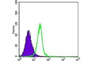 Flow cytometric analysis of K562 cells using SMAD4 mouse mAb (green) and negative control (purple). (SMAD4 抗体)