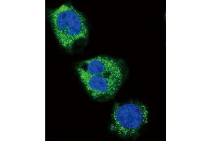 Confocal immunofluorescent analysis of FIBG Antibody (C-term) (ABIN390507 and ABIN2840862) with MDA-M cell followed by Alexa Fluor 488-conjugated goat anti-rabbit lgG (green). (FGG 抗体  (C-Term))