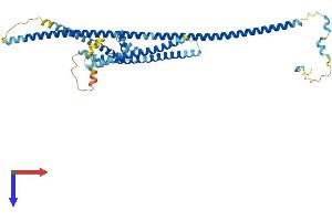 AlphaFold protein structure predicition of Mouse Recombinant Ccdc112 Protein, UniprotID A0AUP1 (CCDC112 Protein (AA 1-442) (His tag))