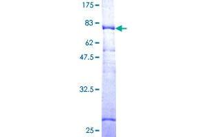LEPRE1 Protein (AA 1-390) (GST tag)