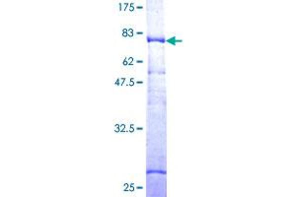 LEPRE1 Protein (AA 1-390) (GST tag)