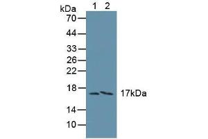 Western blot analysis of (1) Human Liver Tissue and (2) Human A549 Cells. (FAM19A3 抗体  (AA 44-130))