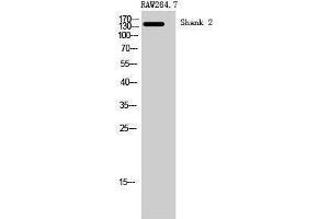 Western Blotting (WB) image for anti-SH3 and Multiple Ankyrin Repeat Domains 2 (SHANK2) (Internal Region) antibody (ABIN3177401) (SHANK2 抗体  (Internal Region))