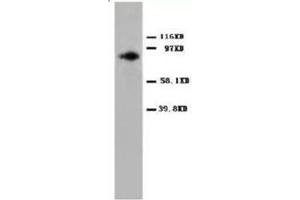 Western blot analysis of Hela cell lysis with PKCalpha antibody (PKC alpha 抗体  (C-Term))