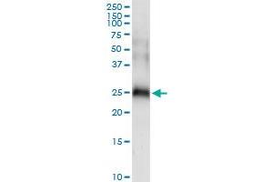 Immunoprecipitation of CD70 transfected lysate using anti-CD70 MaxPab rabbit polyclonal antibody and Protein A Magnetic Bead , and immunoblotted with CD70 purified MaxPab mouse polyclonal antibody (B01P) . (CD70 抗体  (AA 1-193))