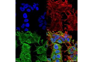 Immunocytochemistry/Immunofluorescence analysis using Mouse Anti-AMIGO-1 Monoclonal Antibody, Clone S86-36 . (AMIGO1 抗体  (AA 554-574) (FITC))