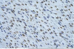 Immunohistochemistry (IHC) image for anti-Non-POU Domain Containing, Octamer-Binding (NONO) (C-Term) antibody (ABIN2779028)