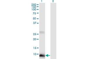 Western Blot analysis of POLR2J2 expression in transfected 293T cell line by POLR2J2 monoclonal antibody (M01), clone 1B2. (POLR2J2 抗体  (AA 1-115))