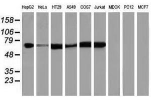Image no. 2 for anti-Insulin-Like Growth Factor 2 mRNA Binding Protein 2 (IGF2BP2) antibody (ABIN1498826) (IGF2BP2 抗体)