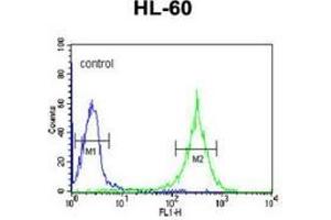 Flow cytometric analysis of HL-60 cells (right histogram) compared to a negative control cell (left histogram) using PLA2G7  Antibody , followed by FITC-conjugated goat-anti-rabbit secondary antibodies. (PLA2G7 抗体  (Middle Region))