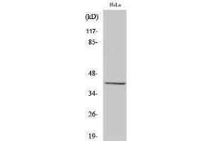 Western Blotting (WB) image for anti-Peroxisomal Biogenesis Factor 3 (PEX3) (N-Term) antibody (ABIN3186405) (PEX3 抗体  (N-Term))