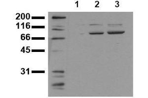 Western Blotting (WB) image for anti-Signal Transducer and Activator of Transcription 3 (Acute-Phase Response Factor) (STAT3) (phosphorylated) antibody (ABIN126899) (STAT3 抗体  (phosphorylated))