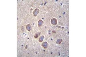 Immunohistochemistry analysis in formalin-fixed, paraffin-embedded human brain tissue using PCDHA8 Antibody (C-term), followed by peroxidase conjugation of the secondary antibody and DAB staining. (PCDHa8 抗体  (C-Term))