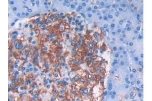 Detection of IFNa5 in Human Pancreas Tissue using Monoclonal Antibody to Interferon Alpha 5 (IFNa5) (IFNA5 抗体  (AA 22-189))
