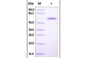 SDS-PAGE (SDS) image for CD4 (CD4) (AA 26-390) (Active) protein (His tag) (ABIN2180791)